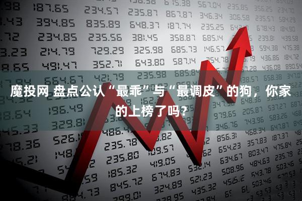 魔投网 盘点公认“最乖”与“最调皮”的狗，你家的上榜了吗？